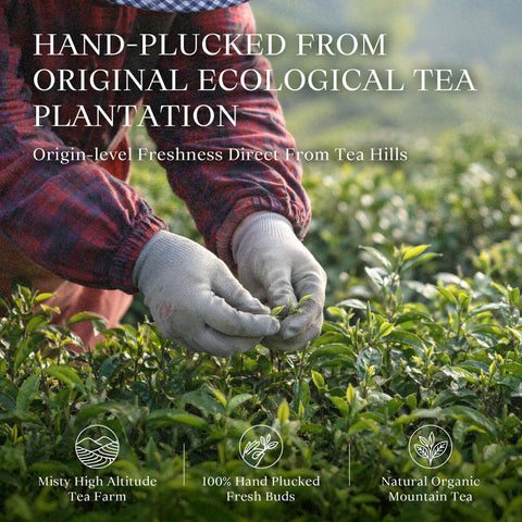 Anji White Tea