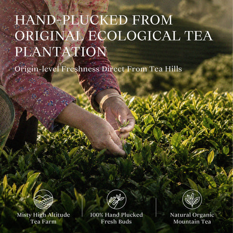 Osmanthus Oolong Tea